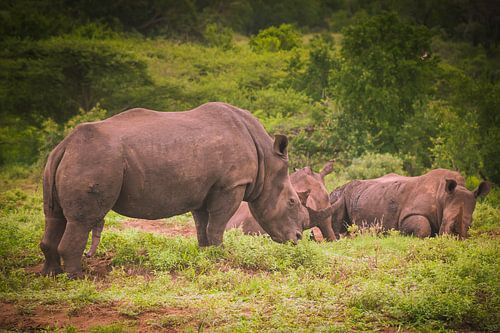 Rhinocéros blanc, Afrique du Sud