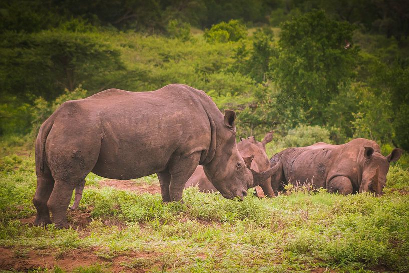 Witte neushoorn, Zuid Afrika van Rob Reedijk