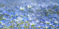 de blauwe bloemen van het bosliefje van Hanneke Luit thumbnail