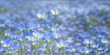 de blauwe bloemen van het bosliefje