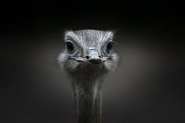 Wonderful close up of an ostrich looking straight and piercing at you by Patrick Verhoef