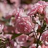 Roze Roos by b- Arthouse Fotografie