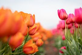 Orange and pink tulips in the field