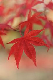 Japanese maple 'leave by Dagmar Hijmans