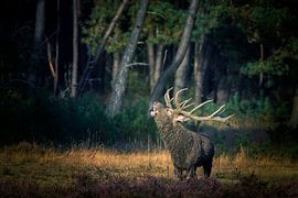 Edelhert in de bronsttijd von Evert Jan Kip