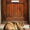 Waiting for my human von Lex Schulte
