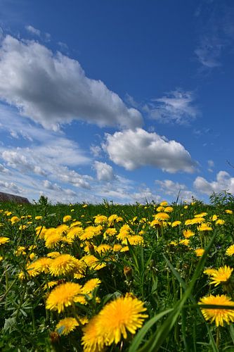Een paardebloemgebied in bloei