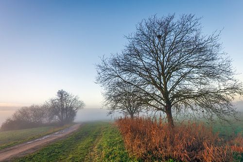 Nebliger Polder mit sandigem Weg von Ruud Morijn