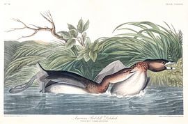 American Pied-billed