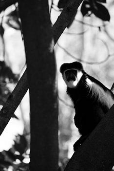 Colobus-Affe
