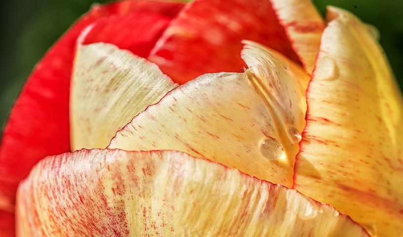 Tulp met enkele regendruppels in de volle zon van Harrie Muis