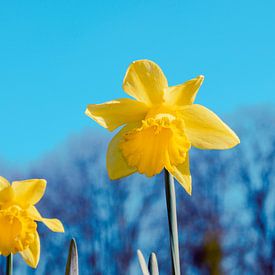 Image de fleurs de Pâques jaunes dans un ciel bleu sur Kristof Leffelaer