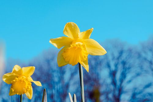 Afbeelding van gele paasbloemen met een blauwe lucht
