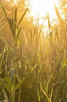 Glowing Reed