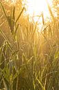 Glowing Reed by Koen Boelrijk Photography thumbnail