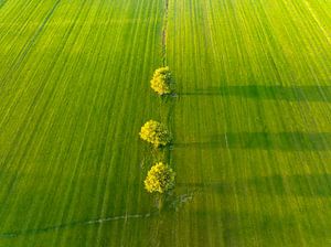 Weidenbäume auf einer frisch gemähten Wiese am frühen Morgen