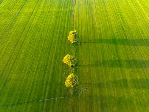 Wilgen bomen in een vers gemaaide weide tijdens een vroege ochtend