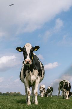 Hallo koe! van Marika Huisman fotografie