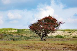 red tree in the dunes by Tania Perneel
