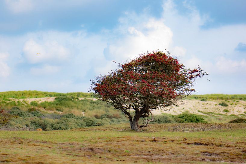 roter Baum in den Dünen von Tania Perneel