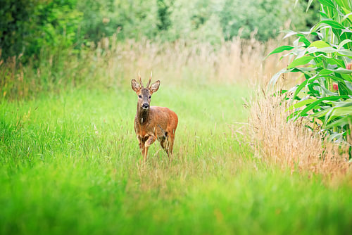 Rehbock auf der Sommerwiese