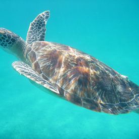 Schildpad onder water van Irma Boonman