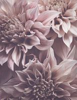 Dahlia Petals