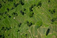 Reisfelder von oben von Merijn Geurts Miniaturansicht