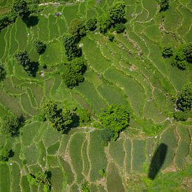 Rice fields from above by Merijn Geurts