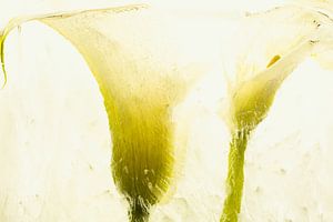 Weiße Calla in Eis 2