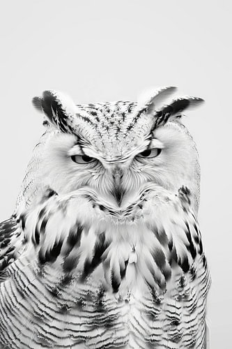 Vermoeide uil in zwart-wit