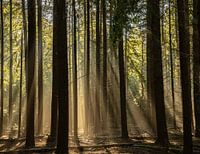 Sunbeams