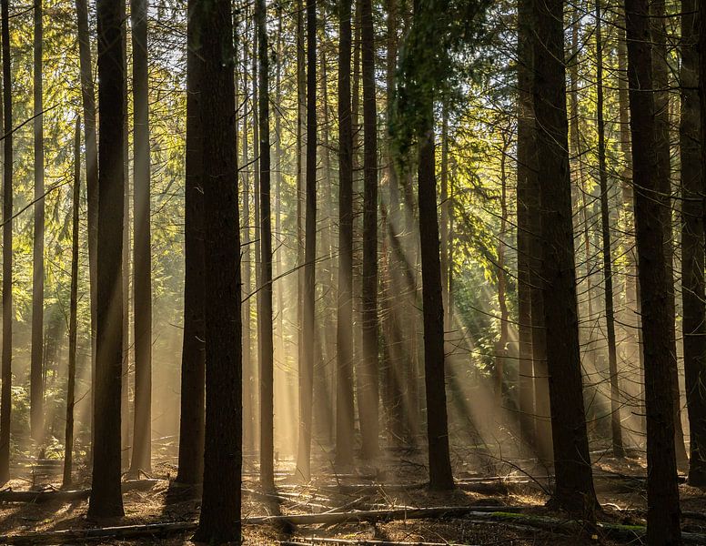 Rayons de soleil par Hetwie van der Putten
