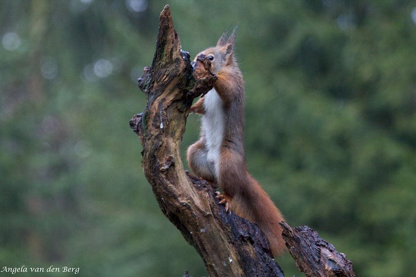 Das Eichhörnchen von Angela van den Berg
