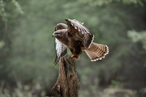 Roofvogel de Buizerd van Björn van den Berg