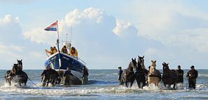 Rettungsboot für Pferde