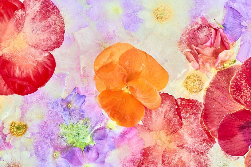 &quot;Bunte Blumen in Eis eingefangen&quot; von Jenco van Zalk