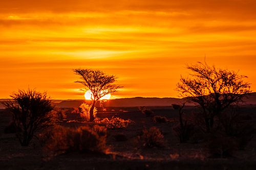 Zonsondergang in de savanne