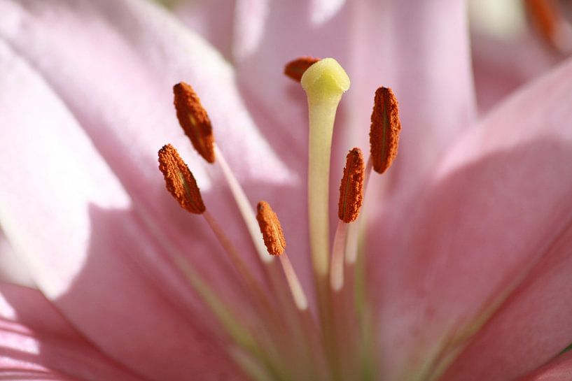 Flower by Ilona Versloot