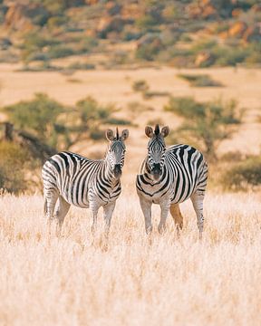 Zebras in het wild in Spitzkoppen, Namibië van Sanne Molenaar