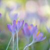 Crocussen van Hanneke Luit