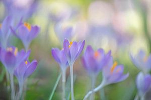 Krokusse