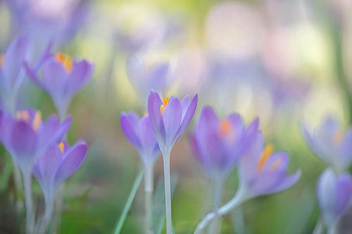 Crocussen van Hanneke Luit