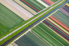 Flowerbulb cultivation along the canal by Robert Riewald