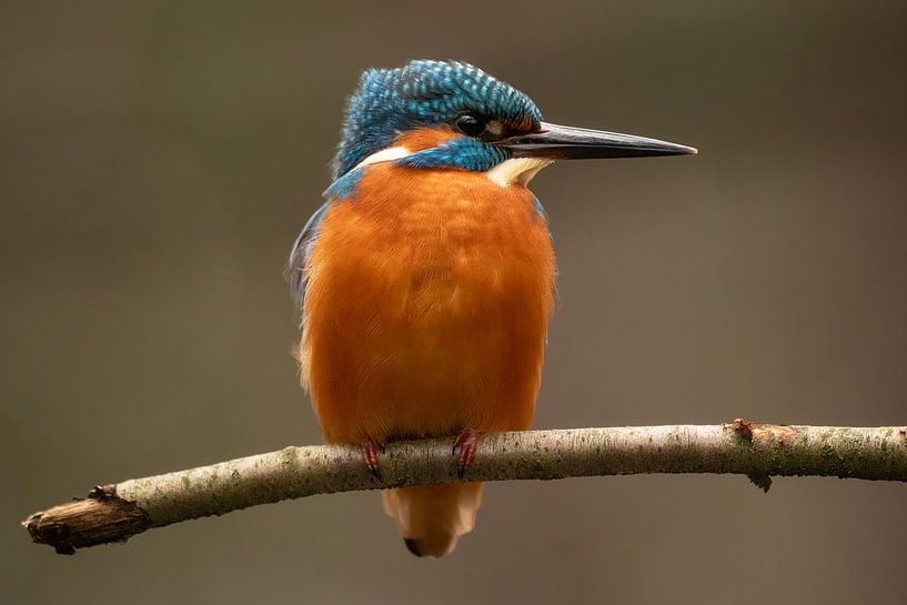 Kingfisher. by Laura van Slochteren