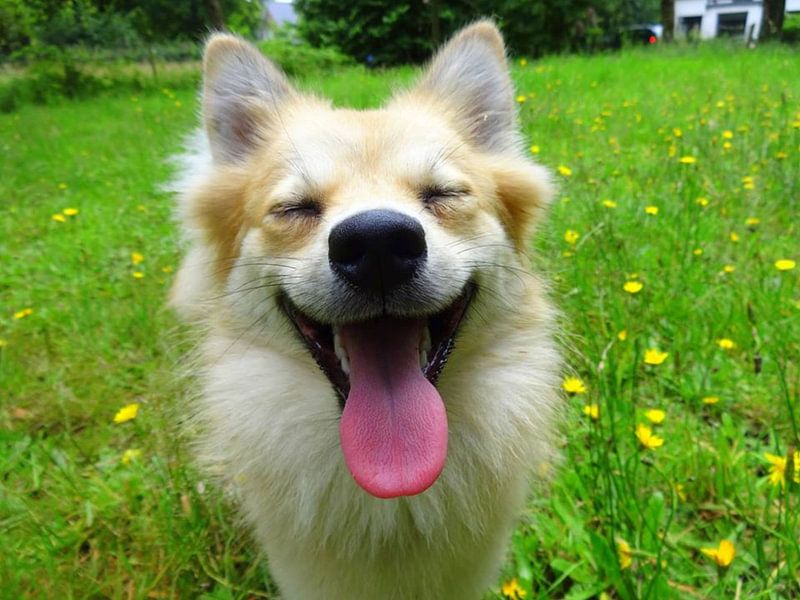 keeshond  van nathalie verhoeven