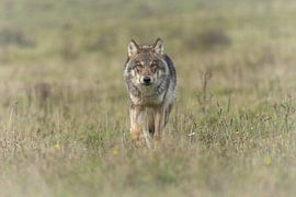Grauer Wolf von Dennis Schaefer