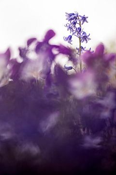 Lonely Hyacinth van Bob Daalder