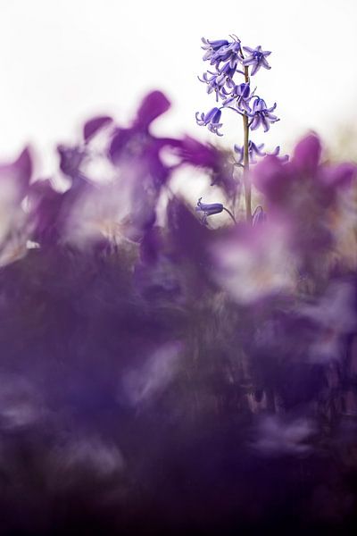 Hyacinthe solitaire par Bob Daalder