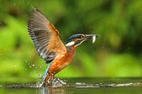 IJsvogel vangt visje